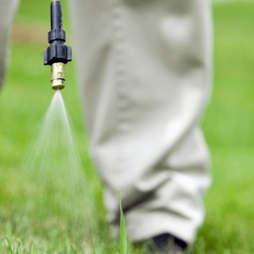 Dog Poop Cleanup Services