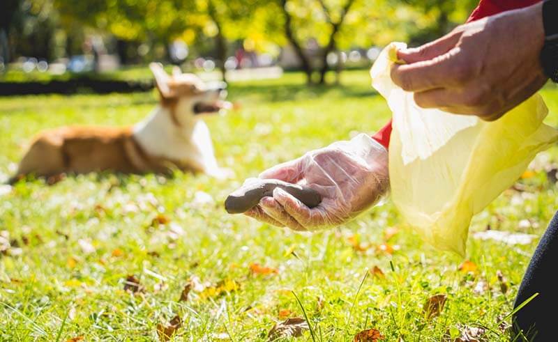 Dog Poop Cleanup Services