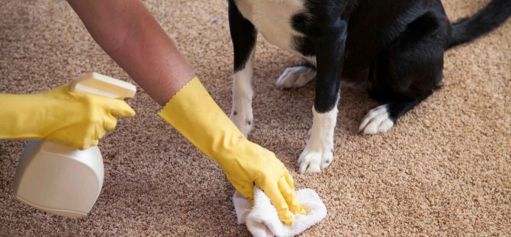 Dog Poop Cleanup Services in Surprise