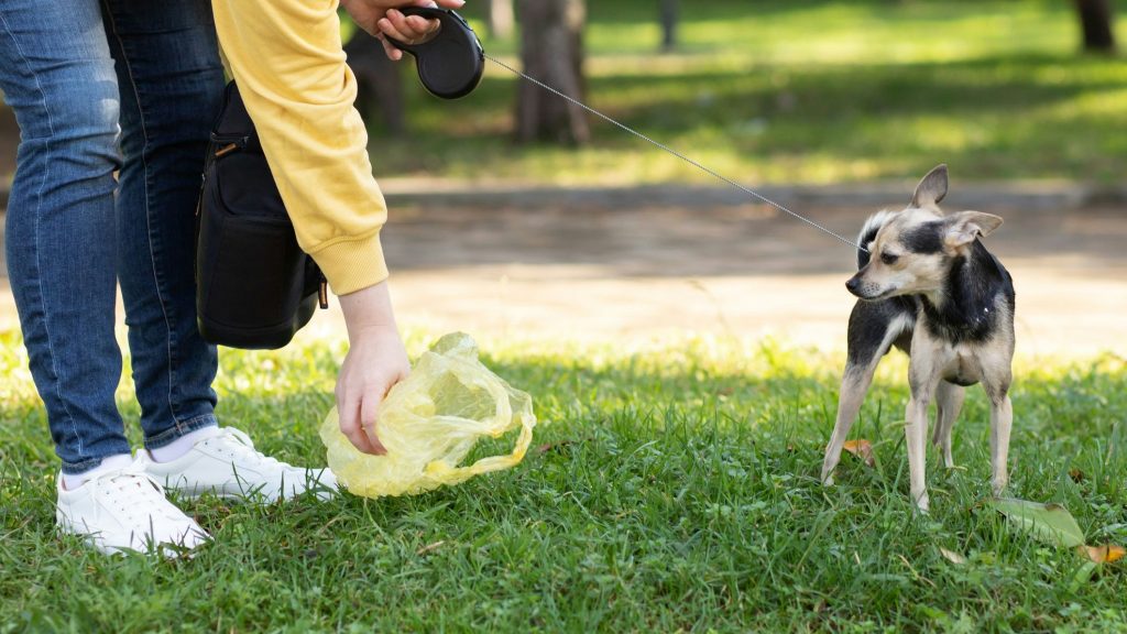 Dog Poop Cleanup Services in Surprise