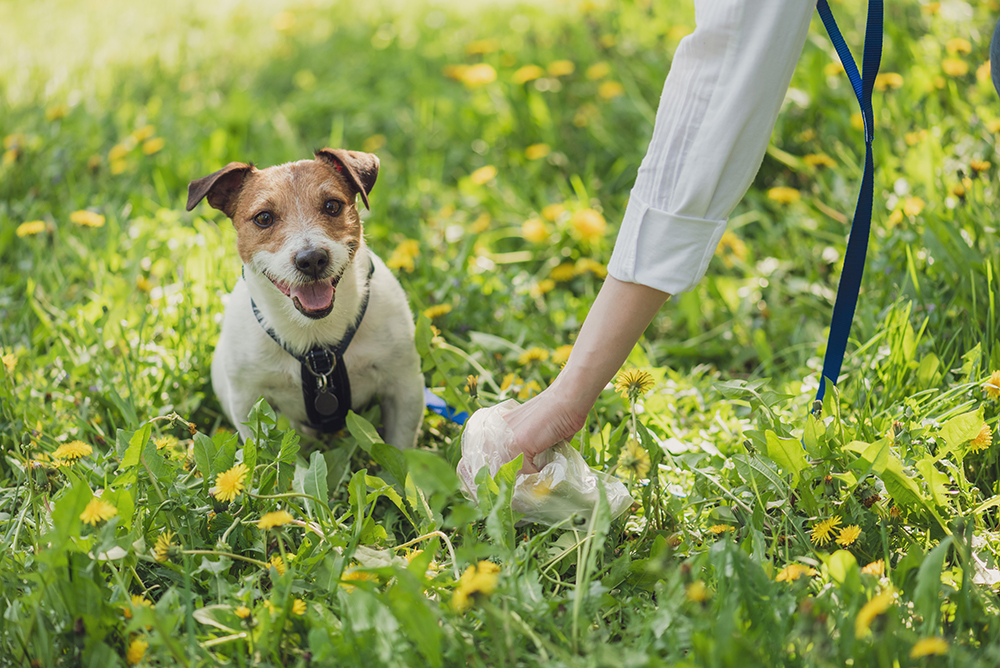Dog Poop Cleanup