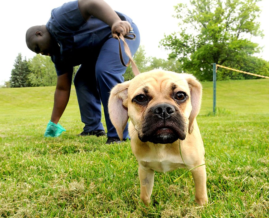 Dog Poop Cleanup Services
