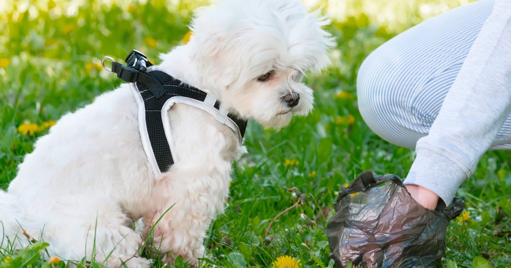 Dog Poop Cleanup Services in Surprise